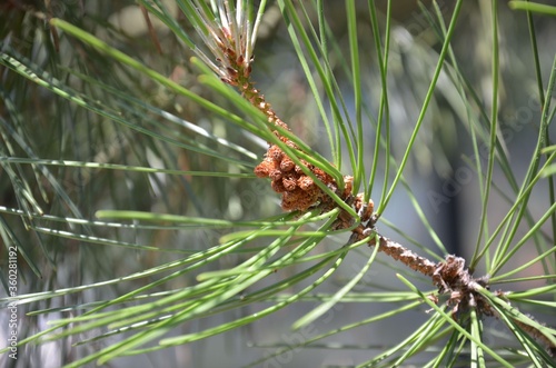 Zapfen der Strand-Kiefer wachsen - Pinus pinaster