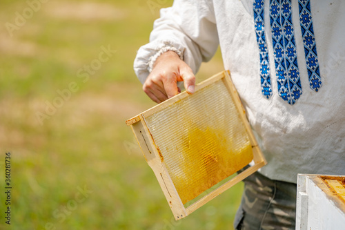 Honey cell with bees closeup in a sunny day. Apiculture. Apiary