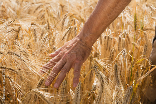 Cropped image of man's hand touching wheat crops at farm photo