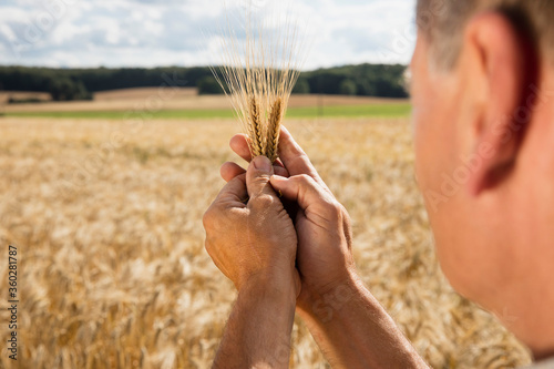 Cropped image of man holding wheat ear at farm on sunny day photo