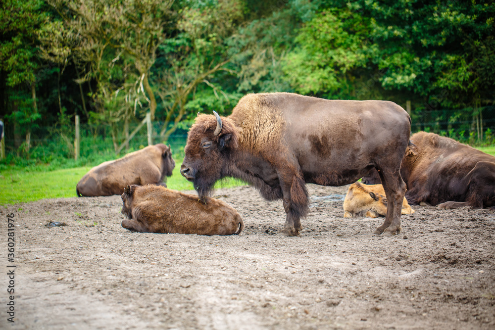 Fototapeta premium bison family have a rest in a meadow in a park