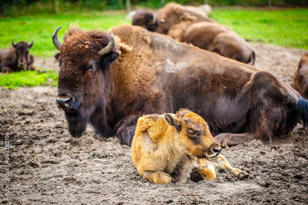Obraz premium bison family have a rest in a meadow in a park