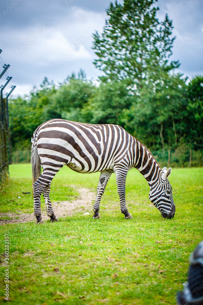 Zebras graze in a meadow in the African savannah. Zebras graze in a meadow in the African savannah.