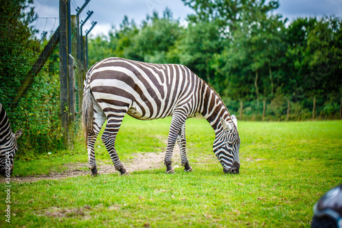 Photography Zebras graze in a meadow in the African savannah.
