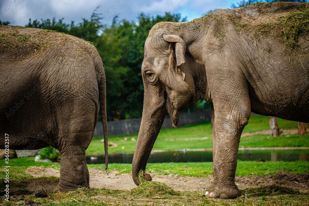 Fototapeta premium Two indian elephants in zoo, at sunset. 