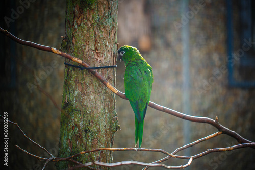 The blue-naped parrot Horizontal portrait with green background.  Luzon parrot, the Philippine green parrot or as picoy. photo
