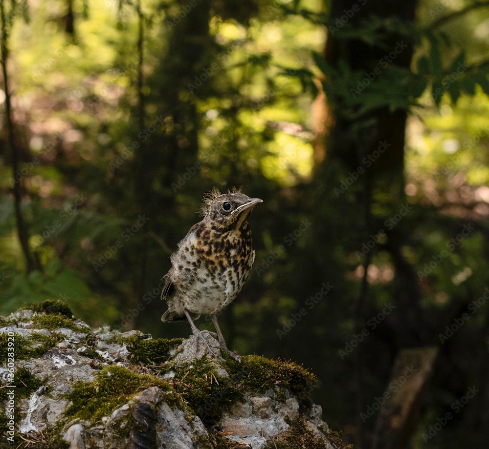 Fototapeta premium A chick of redwing (Turdus iliacus) sitting on a mossy stone in sunny temperate forest. Selective focus with blured bokeh background.