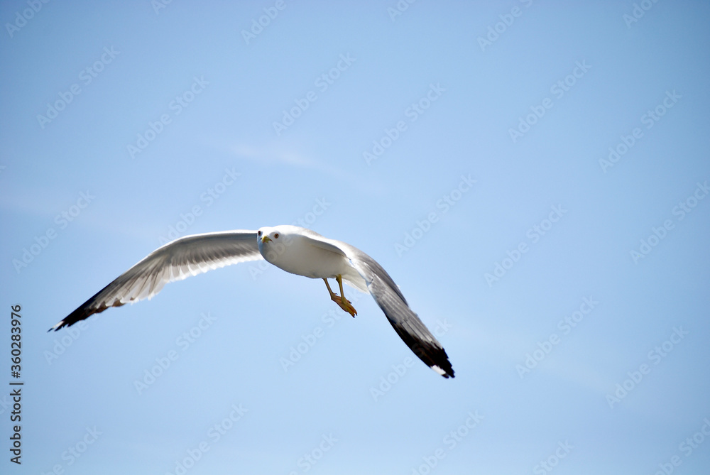 seagull flying over the sea