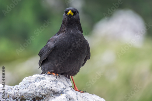 Close up Alpine chough Pyrrhocorax graculus standing on rock in Alps mountains and curiously looking into camera. A portrait of an alpine chough at high altitude. Shallow depth of field