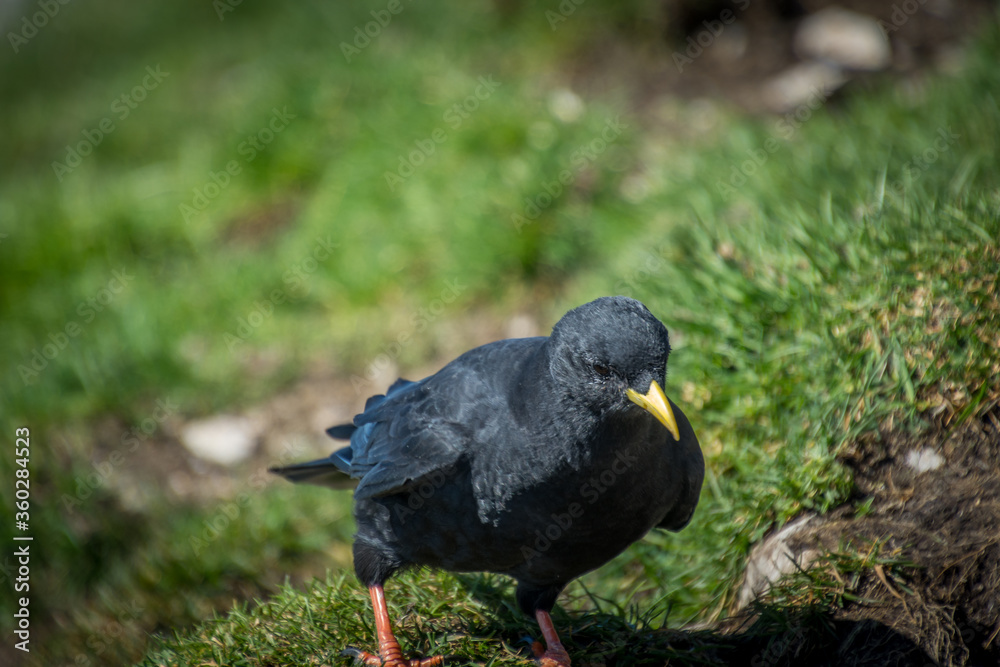 Fototapeta premium Close up Alpine chough Pyrrhocorax graculus standing on green grass in Alps mountains. A portrait of an alpine chough at high altitude