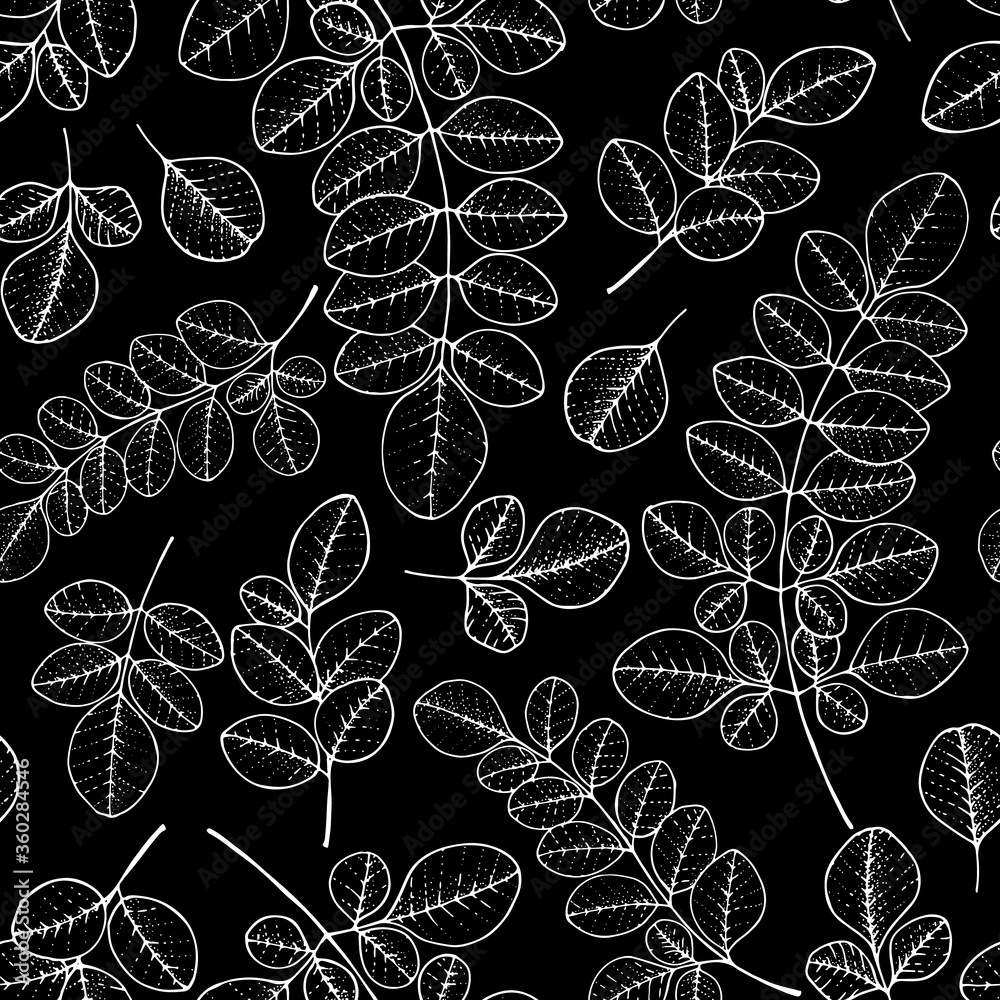 Moringa leaf seamless pattern. Hand drawn vector illustration. Design for vintage packaging. Engraved style.