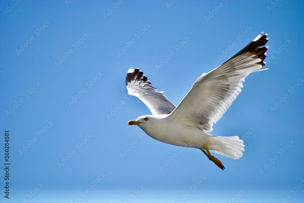 Fototapeta premium seagull flying over the sea