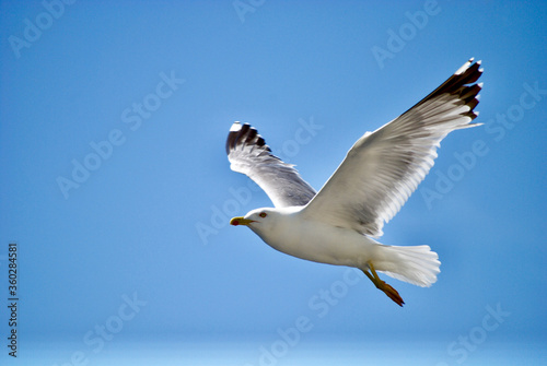 seagull flying over the sea