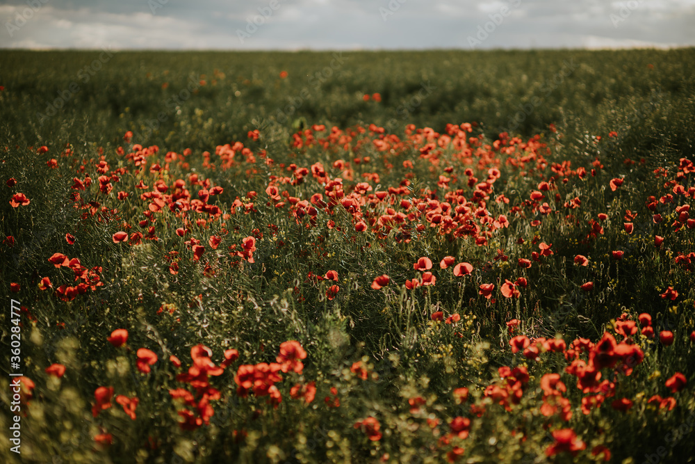 Poppies in the field background