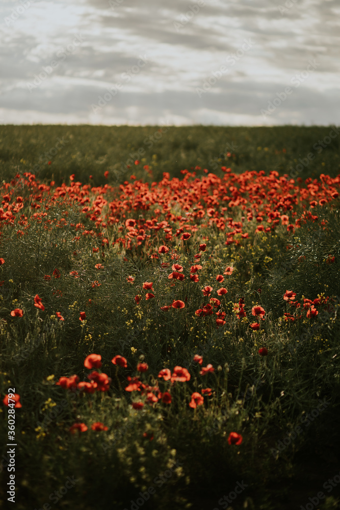 Obraz premium Poppies in the field background