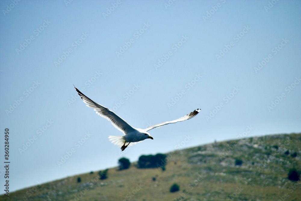 Fototapeta premium seagull flying over the sea