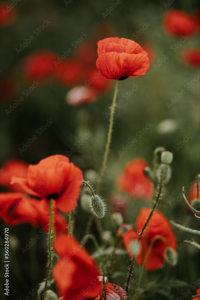 Obraz premium Maki w tle pola