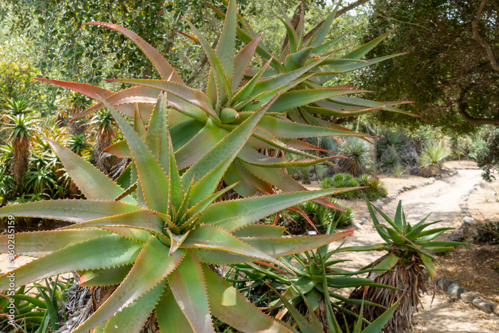 Red Hot Poker, Aloe Arborescens, Aloeacceae from South Africa, tropical plant Red Hot Poker, Aloe Arborescens, Aloeacceae from South Africa, tropical plant