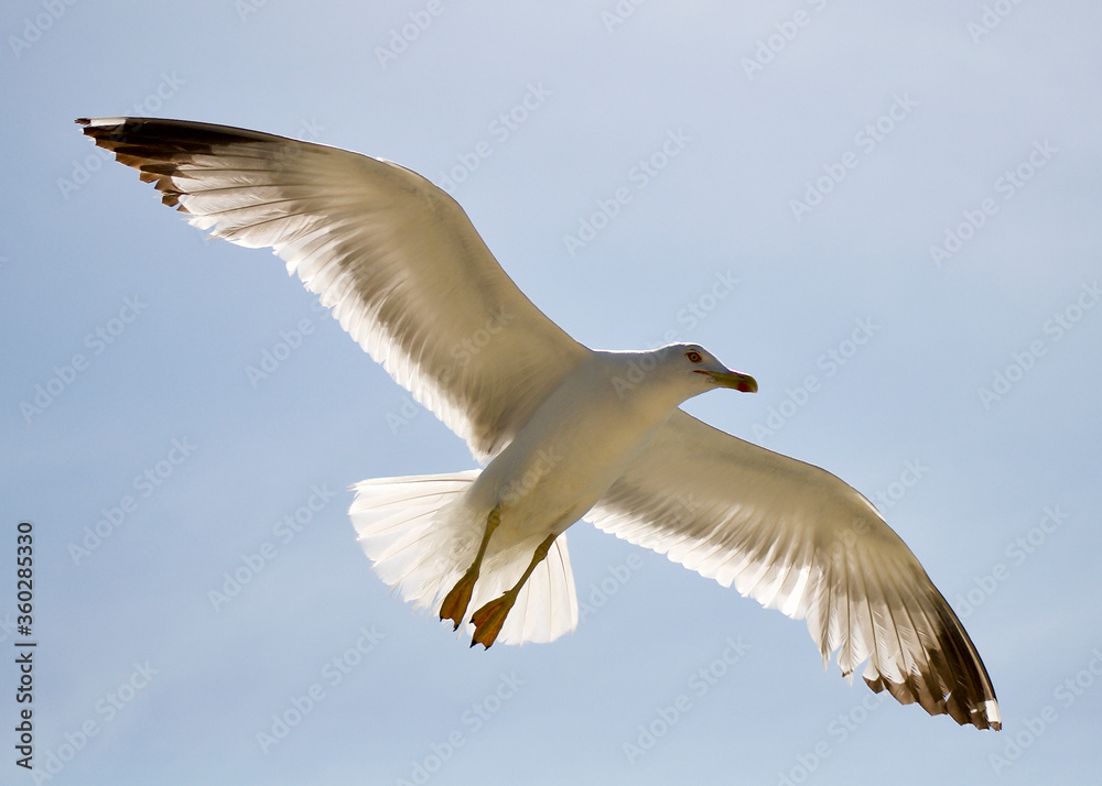 seagull flying over the sea seagull flying over the sea