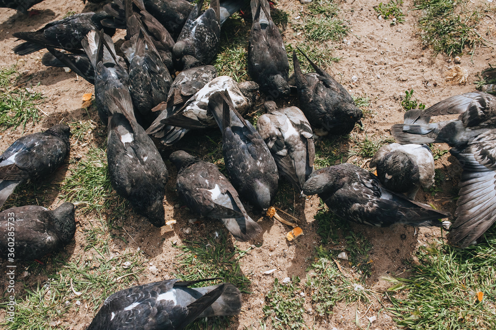 A flock, many pigeons are fighting for food and bread in nature. Feeding the hungry birds. Photography, concept, top view.