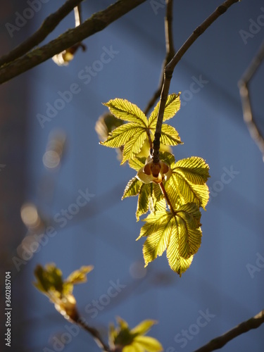 yellow leaves on a branch photo