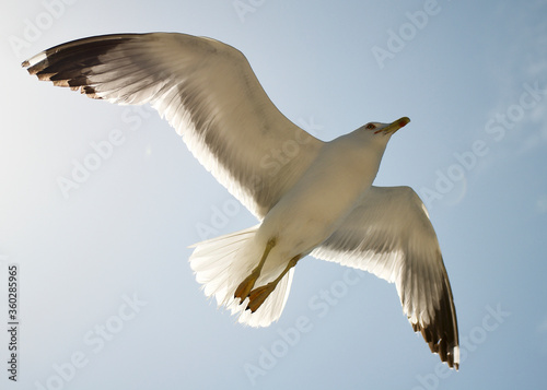 seagull flying over the sea