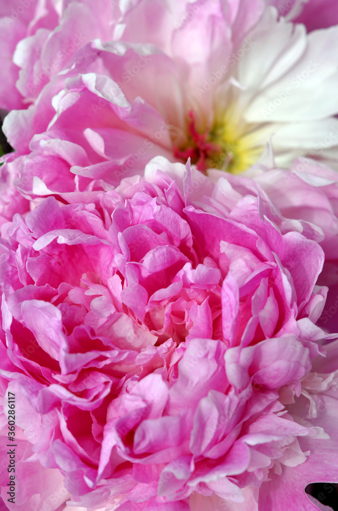 peonies beautiful pink flowers close up