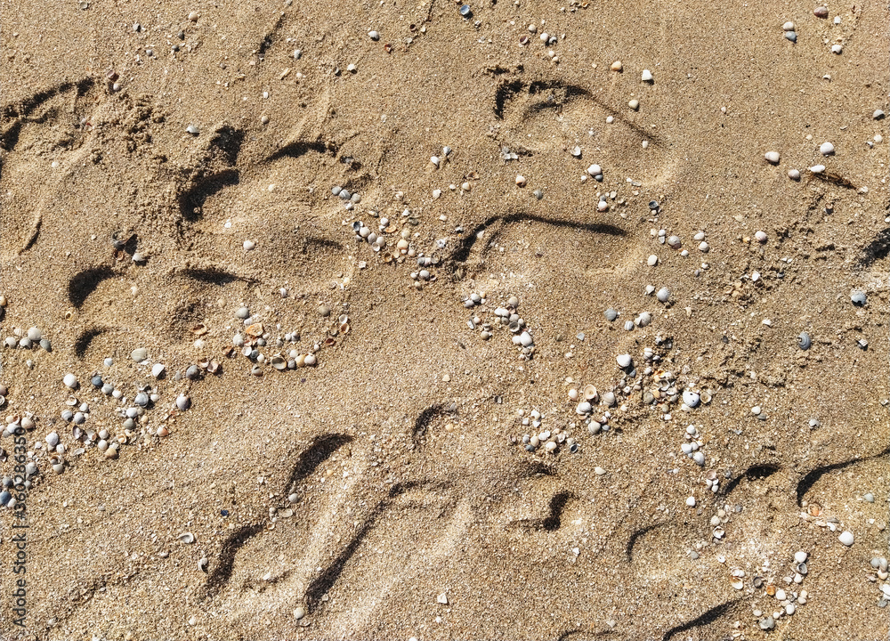 Many different prints of male and female legs on the sea sand with sea shells. Walk barefoot along the shore with footprints. Tourist rest. Many different prints of male and female legs on the sea sand with sea shells. Walk barefoot along the shore with footprints. Tourist rest.