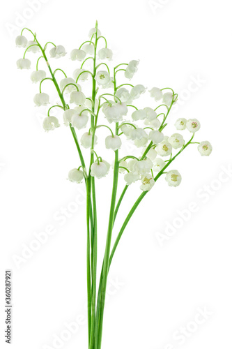 Fototapeta Naklejka Na Ścianę i Meble -  Lilly of the valley flowers isolated on white background with clipping path and full depth of field