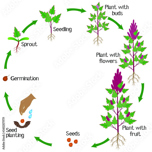 A growth cycle of a quinoa plant on a white background.