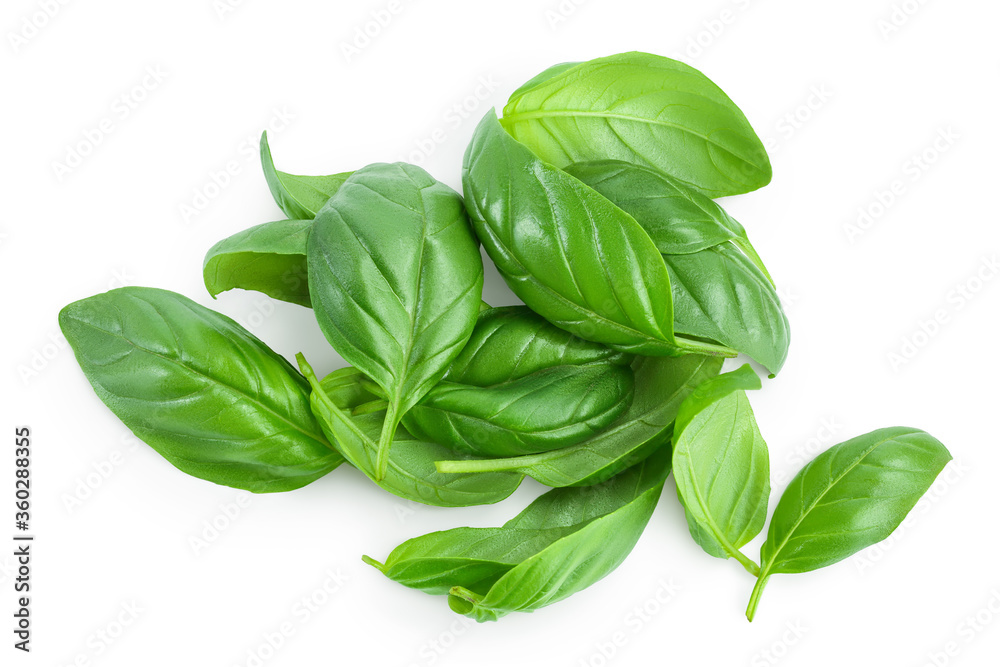 Fresh basil leaf isolated on white background with clipping path and full depth of field. Top view. Flat lay Fresh basil leaf isolated on white background with clipping path and full depth of field. Top view. Flat lay