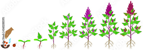Cycle of growth of a quinoa plant on a white background.