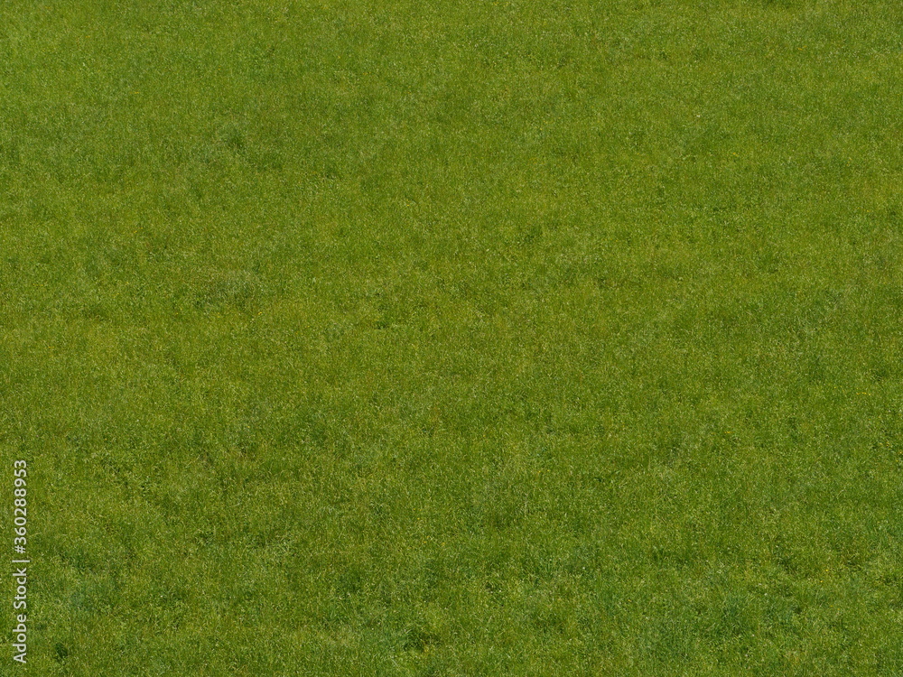 saftige grüne Wiese mit vereinzelt gelben Blumen saftige grüne Wiese mit vereinzelt gelben Blumen
