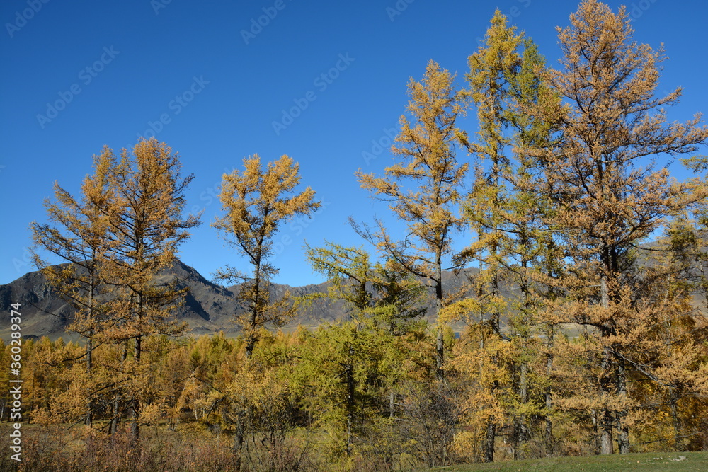 Orange larch trees on the mountain slopes in Altai in autumn