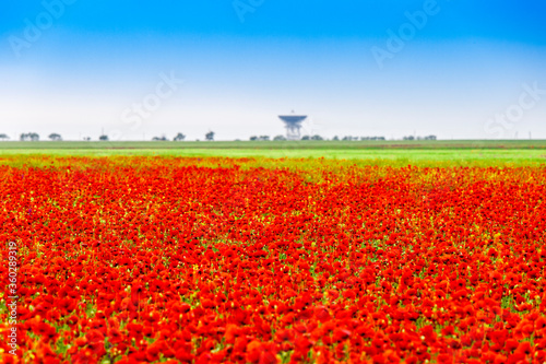 Red poppies grow in full bloom on the field. Blurred background. On the horizon the blurred outlines of the radio telescope. Yevpatoriya. Republic of Crimea.