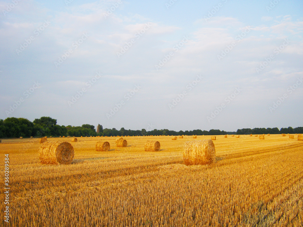 Fototapeta premium hay bales in the field