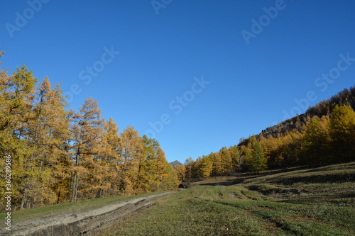 Orange larch trees on the mountain slopes in Altai in autumn