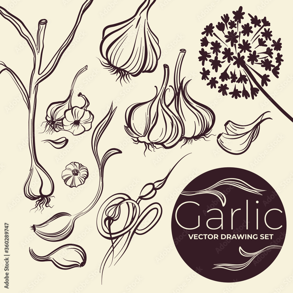 Vector drawing garlic set. Sketch illustration. Simple print drawn by