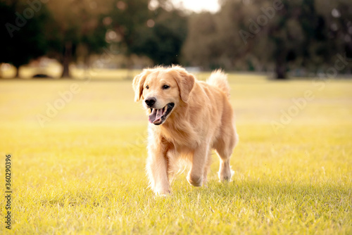 An adult Golden Retriever dog plays and runs in a park an open field with green grass