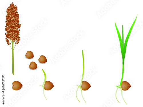 Sequence of sorghum plant growing isolated on white.