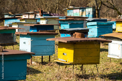 Wooden colorful beehive boxes in the farmland