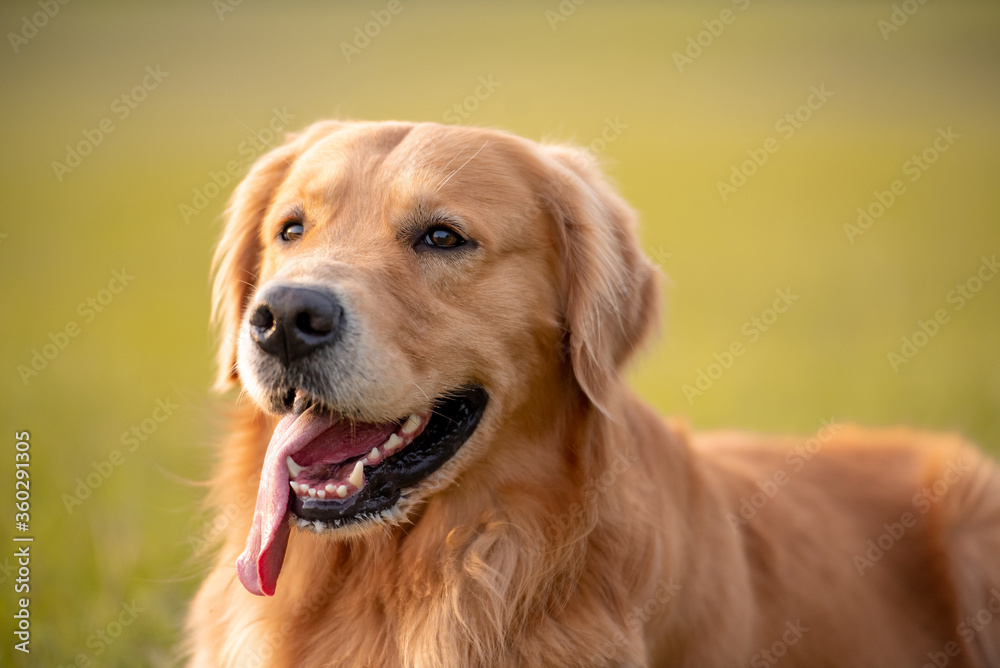 Close up of a face and head of a Golden retriever at the park