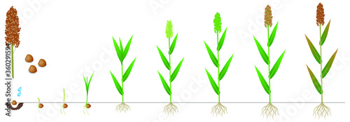 Cycle of growth of a sorghum plant on a white background. photo
