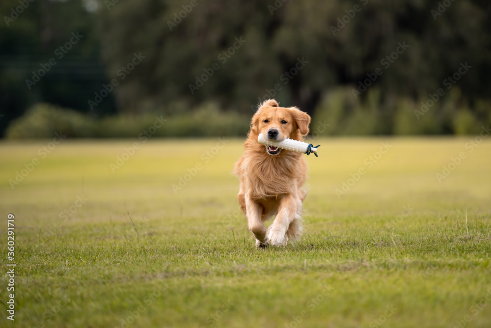 Golden Retriever dog training to retrieve a bumper at a large grass field at sunset Golden Retriever dog training to retrieve a bumper at a large grass field at sunset
