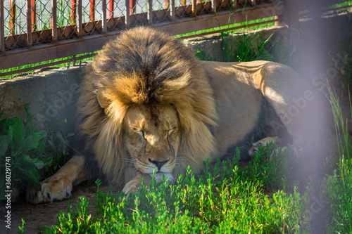 A large and terrible predator sleeps quietly. Close-up of an adult lion. A ferocious carnivore of the family Felidae. Lion in the zoo. Lying in a cage.