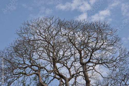 Summer climate reaction of tree and sky ,Kerala India. © Abdul Palakunnu. 