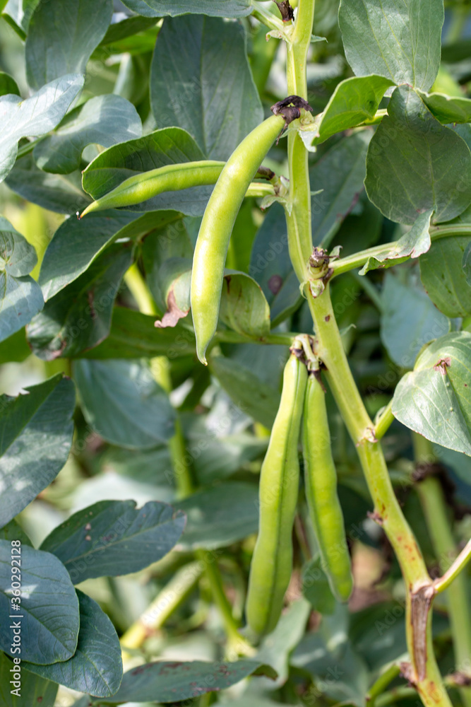 Vicia faba, also known as the broad bean, fava bean or tic bean. Vicia faba, also known as the broad bean, fava bean or tic bean.