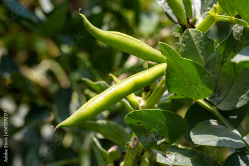  Vicia faba, also known as the broad bean, fava bean or tic bean. photo