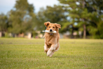 Golden Retriever dog training to retrieve a bumper at a large grass field at sunset