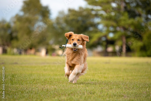 Golden Retriever dog training to retrieve a bumper at a large grass field at sunset